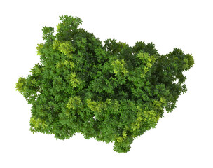 Fototapeta premium Bush isolated on transparent background. Shrub isolated on transparent background. top view tropical ornamental Garden plant flower bush shrub tree isolated on white background. Bush PNG. Shrub PNG.