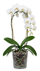 Obraz premium White orchid plant in clear pot isolated on white background