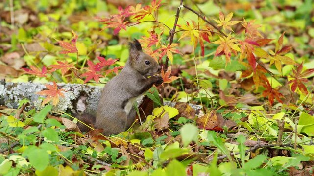 秋のエゾリス（栗鼠）