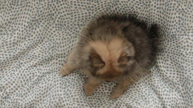 家のリビングの布団で楽しく遊んでいる可愛いポメラニアンの子犬の様子