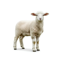 Fototapeta premium A Young Lamb Standing on a White Background 6.