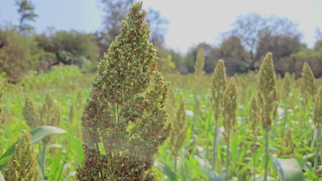 In India, Sorghum or jowar crop is extensively cultivated in states like Maharashtra, Karnataka, and Rajasthan. It is used both as a food source for humans and as forage for cattles.