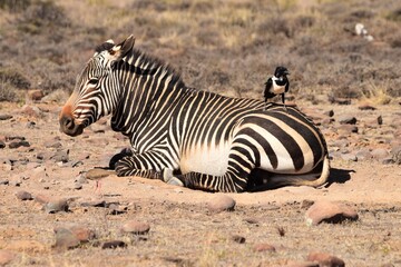 zebra in the wild © Charlie