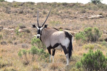 Gemsbok © Charlie