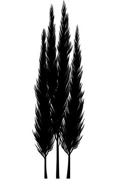 Short cypress tree silhouette in black, isolated on a white or transparent PNG background. Ideal for nature-themed branding, landscape visuals, clipart, digital design, and print projects.
