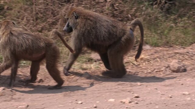 A family group of adult and adolescent baboons strolls along a dirt road just outside Ngorongoro Crater, Tanzania, capturing natural primate behavior and everyday life in the African wilderness.