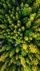 Fototapeta premium Aerial view of lush green forest canopy with road winding through tall evergreen trees in natural woodland setting on bright day