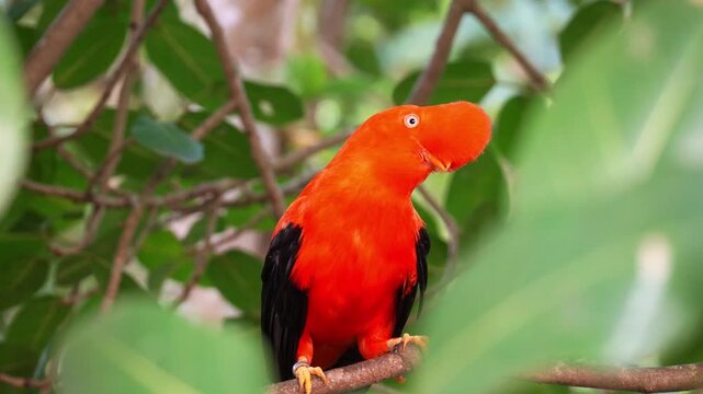 A male Andean cock-of-the-rock (Rupicola peruvianus) with striking plumage, perches on tree branch and looking around the surroundings, close up shot.