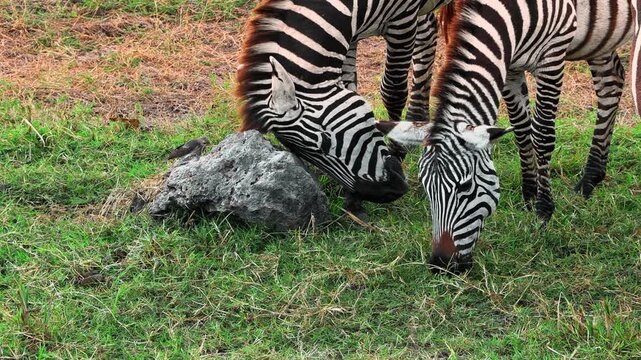 A close-up of bright-colored zebra peacefully grazing across the vast savannah plains of Ngorongoro Crater, Tanzania, while scratching their head on a rock, capturing the beauty of African wildlife.
