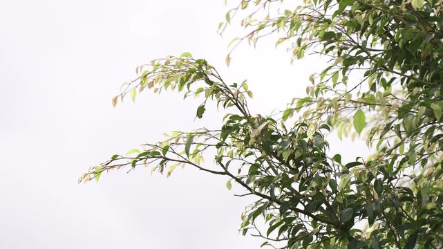 Two Sparrows Perched on Tree Branch in Natural Daylight