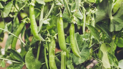 Fototapeta premium Fresh growing green peas in a garden