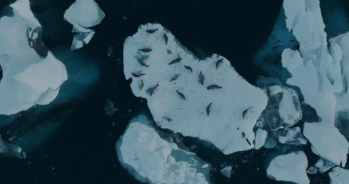 Stunning drone footage captures a group of seals lounging on white ice floes floating in deep blue arctic waters. The dramatic contrast between pristine ice and dark ocean creates a mesmerizing