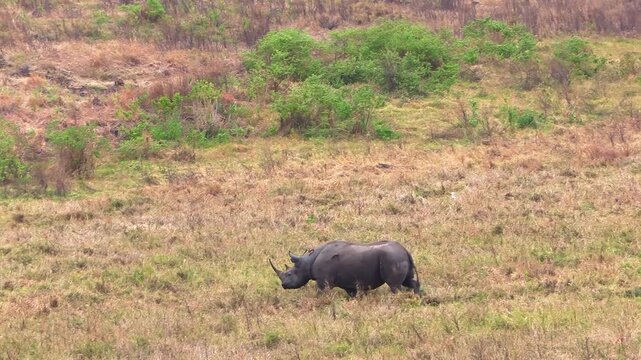 A zoomed-in shot of a rare, endangered white rhino trekking the vast savannah of Ngorongoro Crater, Africa, one of just 18 reintroduced individuals, a compelling conservation wildlife encounter.