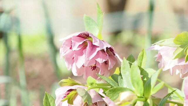 Double pink hellebore with spots. close-up in an English country garden