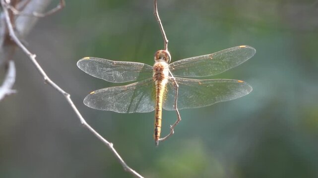 Dragonfly hanging on stick and wind .