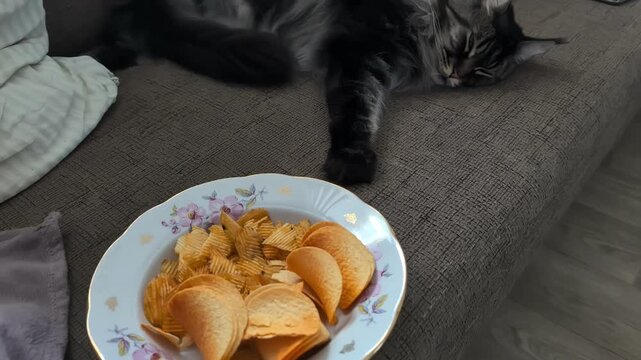 Indoor scene with cat sleeping and fries on table