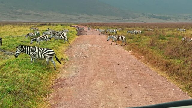 A large herd of zebra crosses a dirt road and grazes peacefully across the vast savannah plains of Ngorongoro Crater, Tanzania, capturing the beauty of African wildlife and natural grassland habitat.