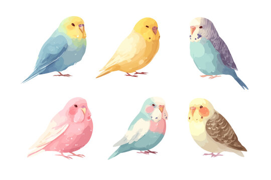 Colorful parakeets: blue, yellow, pink, green, turquoise, and gray variations
