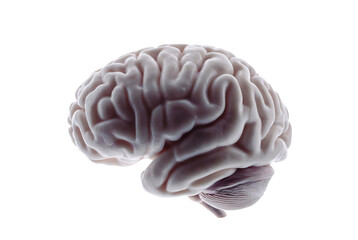Obraz premium A realistic, pink human brain is displayed against a dark background.