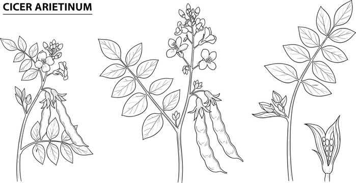 Cicer arietinum botanical illustration with chickpea plant leaves flowers and pods vintage line art