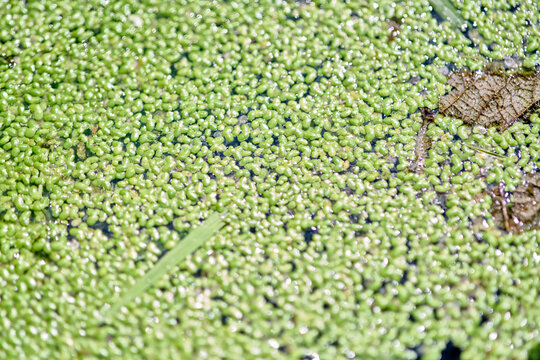 Close-up of green lemna floating densely on water surface with natural lighting