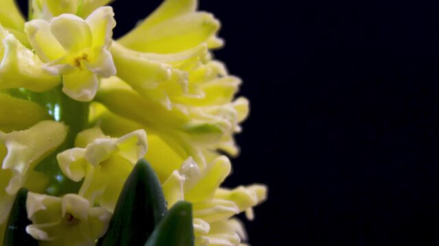 Macro texture of Yellow Hyacinth (Hyacinthus orientalis) with dew drops, freshness and nature concept for cosmetology and biophilic design.