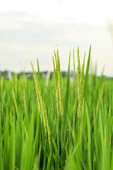 Obraz premium Lush Green Paddy Field Growing Rice Plant Close Up Agriculture