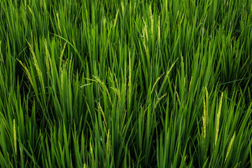Obraz premium Lush Green Paddy Field with Growing Rice Crop Agriculture