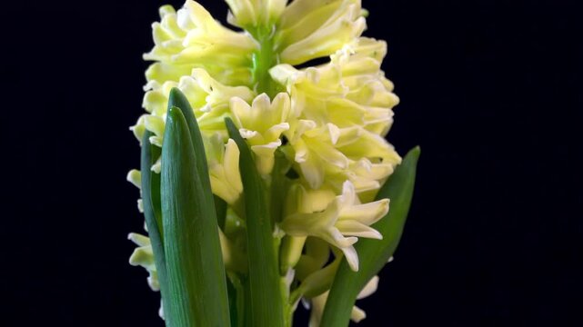 Close-up of Hyacinthus orientalis yellow blossoms for botanical research and educational materials.