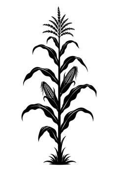 Black silhouette vector of a corn plant (maize) with stalk, leaves, tassel, and two ears. Symbolizes agriculture, farming, harvest, food production, natural growth, abundance, sustainability, and stap