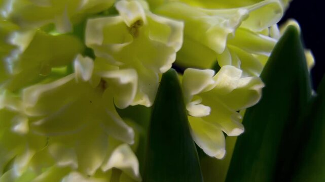 Macro of Hyacinthus orientalis petals with crystalline water drops for luxury skincare branding. Detailed yellow Hyacinth texture