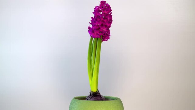 Vibrant pink Hyacinth (Hyacinthus orientalis) in a green pot, decorative indoor plant for spring interior and holiday design projects.