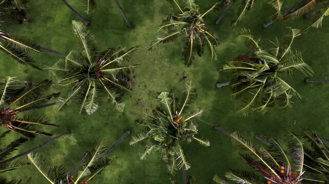 Aerial drone shot flying sideways over tropical palm trees at constant altitude.