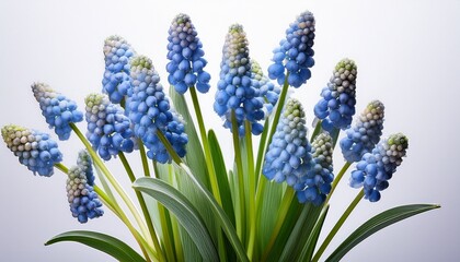 Fototapeta premium Blue Muscari Flower With Green Leaves Isolated On A Transparent Background