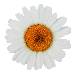 Wonderful white Daisy im bloom (Marguerite) isolated on white background, including clipping path. © Olaf Simon