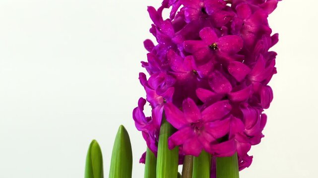 Fresh pink Hyacinth (Hyacinthus orientalis) blossom with green leaves on white background, spring plant for interior decor and gardening blogs.