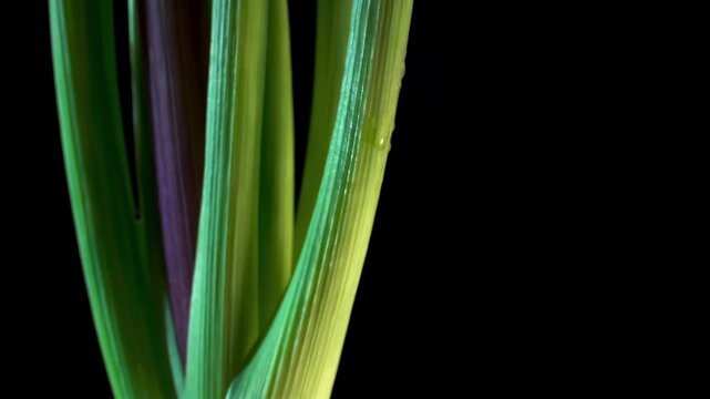Pink Hyacinth Flower Tilt Up from Bulb to Inflorescence, Hyacinthus Orientalis Macro on Black Background, Spring Floral Growth Concept, Detailed Texture of Petals and Stem.