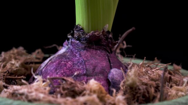 Hyacinth Flower Bulb Rotating on Black Background, Macro View of Pink Hyacinth Root in Dry Moss, Botanical Texture of Plant Skin