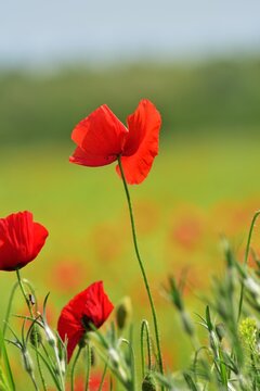 Klatschmohn (Papaver rhoeas), vertikal