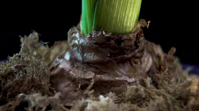 Hyacinth Flower Bulb Rotating on Black Background, Macro View of Yellow Hyacinth Root in Dry Moss, Botanical Texture of Plant Skin