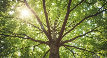 Obraz premium Low angle view of a large tree with green leaves and sun shining through branches in a forest