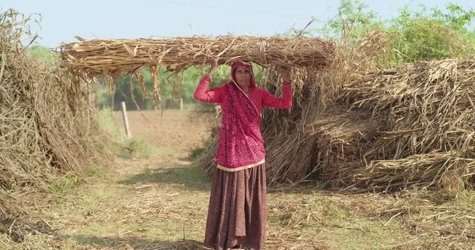 Indian mature adult farmer woman lady carrying dry grass on head standing look cam ground rural area. happy older female do farm field hard work hold wheat bunch bundle crop enjoy day place