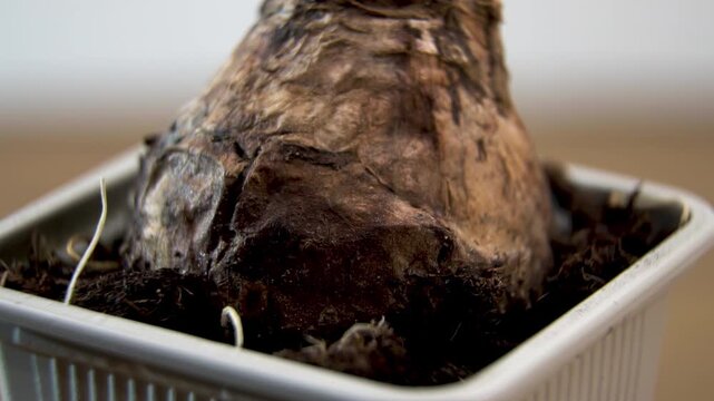 White Hyacinth Bulb Rotating in Pot Macro, Detailed Organic Texture of Dry Skin, Spring Flower Growth and Planting Process, Substrate and Root System Close-up.