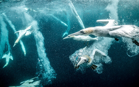 Group of Northern gannets (Morus bassanus) diving for fish, Shetland, Scotland, UK, North Sea. Controlled conditions. 