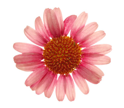 Beautiful sunny Daisy (Marguerite) isolated on white background, clipping path