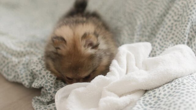 家のリビングの布団で楽しく遊んでいる可愛いポメラニアンの子犬の様子