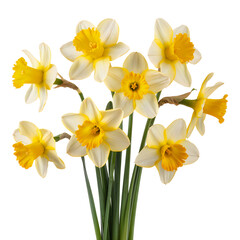 Fototapeta premium A bouquet of seven yellow and white daffodils on a white background flowers spring
