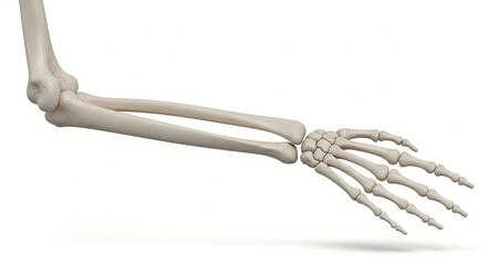 A detailed illustration of a human arm and hand skeleton