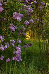Naklejka premium Natural lilac flowers growing in park landscape