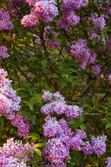 Obraz premium Spring lilac bloom with soft focus and warm tones